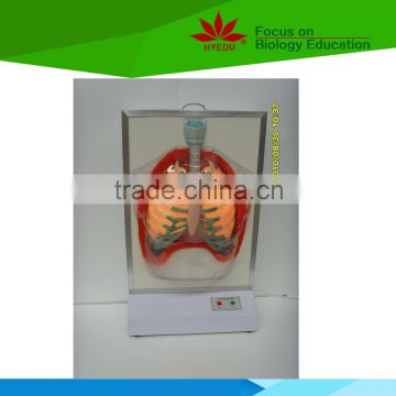 Low priced human respiratory system electric model