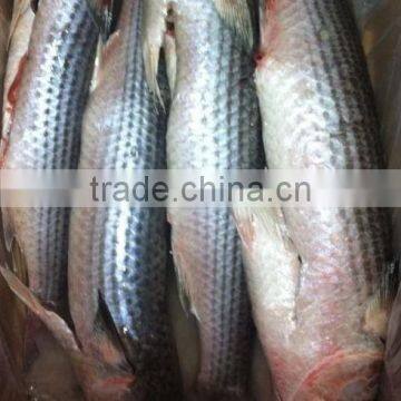 good quality mullet frozen seafood