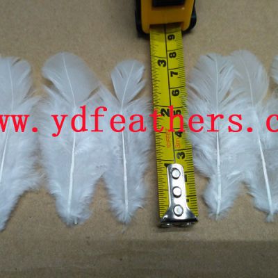 White,Sorted Chicken Feathers For Wholesale From China