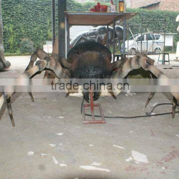Simulation Insects for Sale Vivid Insects Spider