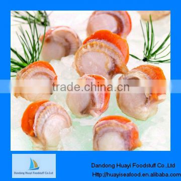 High quality frozen seafood scallop