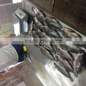 export 300-500g tilapia fish