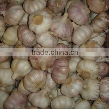 2013 crop normal white garlic