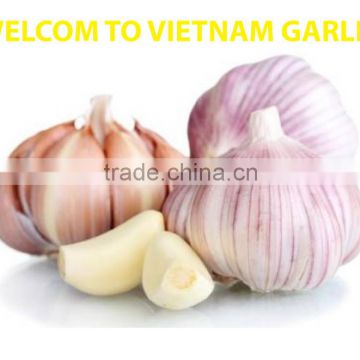 Vietnam best quality garlic