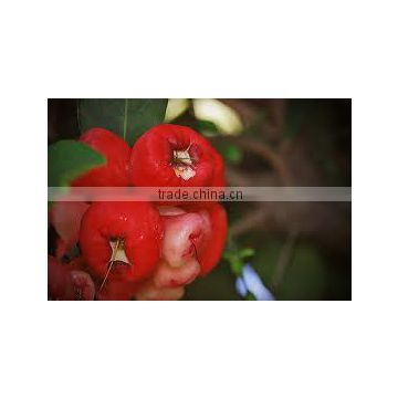 Syzygium malaccense, Eugenia malaccansis (Water Apple, White Jaam, Malay Rose Apple)