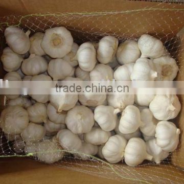 2011 new crop fresh normal white garlic