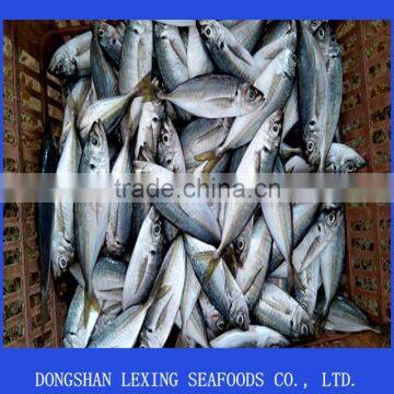 frozen horse mackerel in fish