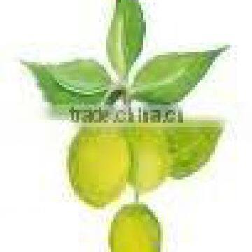 neem oil india