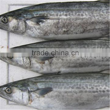 Frozen Serra Spanish mackerel for sale