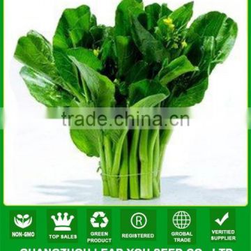 NCS04 Zuicha Best choy sum seeds chinese seeds factory