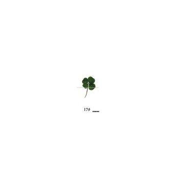 Four leaf Clover