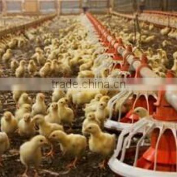 Xinri design automatic poultry farming equmipment for sale
