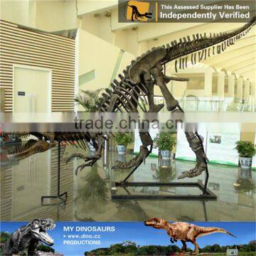 MY Dino-C071 Museum prehistoric animal skeleton model