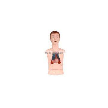 body model, acupuncture model, body organ model, human body model