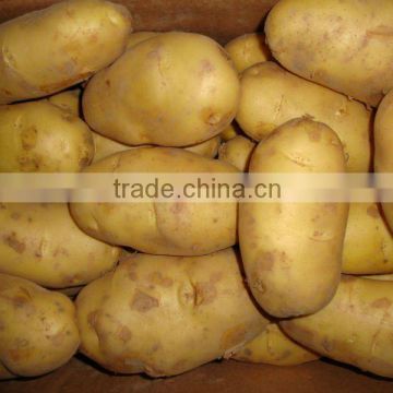 Fresh Potato 2011 New Crop