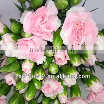 fresh cut flowers of spray carnation flower