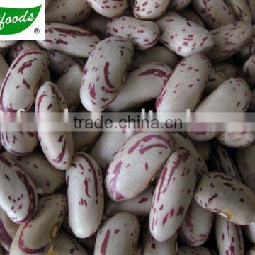 new crop light speckled kidney beans