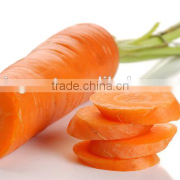 Supply fresh carrot with good quality for sale