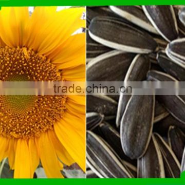 price of organic sunflower seeds inner mongolia