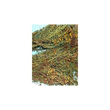 St. John\'s Wort Extract for sell