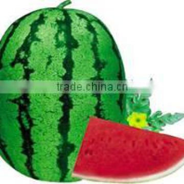 Improve No.6 chinese big size hybrid f1 watermelon seeds