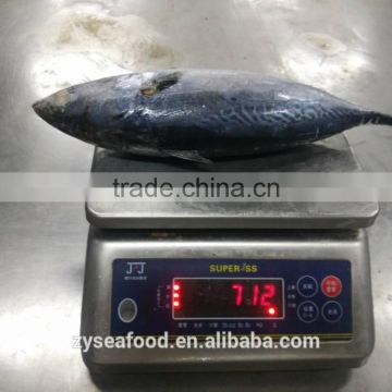 seafood supplier taiwan bonito 700g up