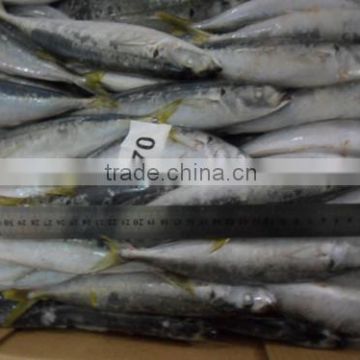 High quality frozen round scad mackerel with small size