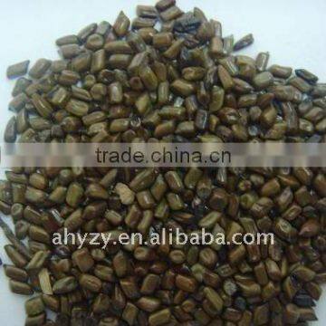 Cassia seed