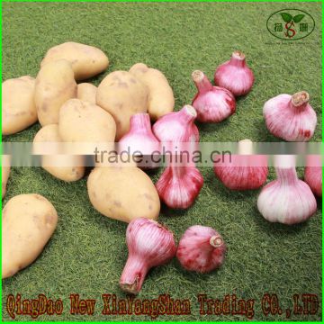 China Shandong Potato Export Fresh Shandong Potato And Garlic