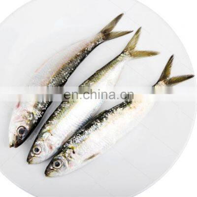 whole round sardine price frozen sardine fish for bait and canning sardinella aurita