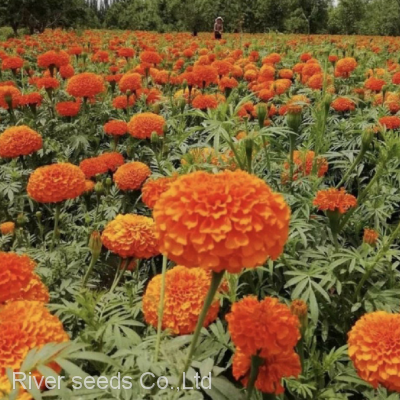 1000g golden orange garden African marigold flower seed Tagetes for growing