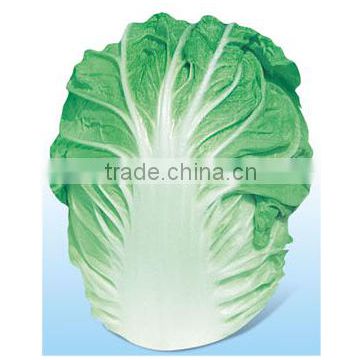 Chinese cabbage Seed For Sale Xia Wang