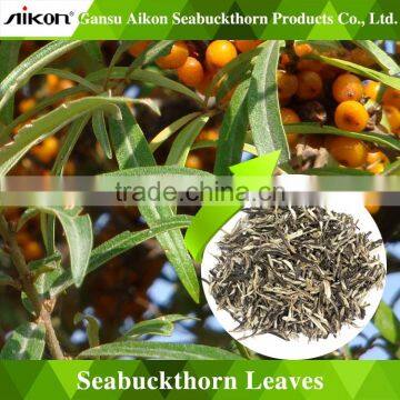 purely and pollution-free wild young sea-buckthorn leaves tea