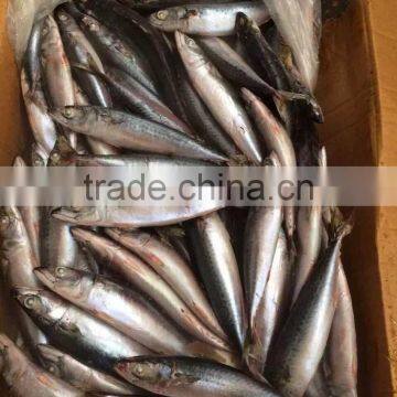 taiwan of pacific mackerel