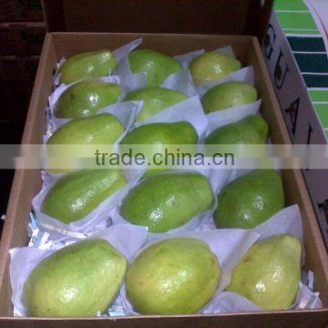 Fresh Guava for exporting Best- selling