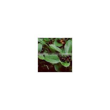 Cascara Sagrada Bark e.p.