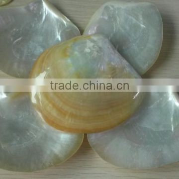 Polished whitelip mother of pearl shell inlay