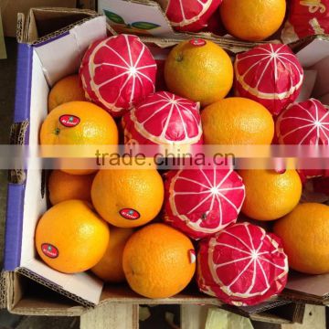Excellant Delicious Quality Orange from Egypt