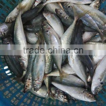 Frozen Fresh W/R Horse Mackerel Hot Sale Fish