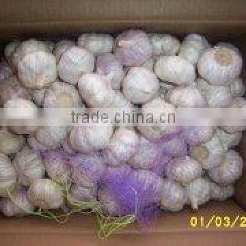 chinese normal white garlic in cartons
