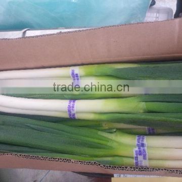 Chinese Green Onion