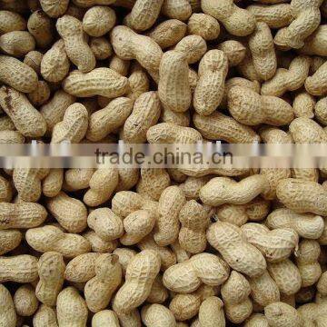 selling peanut kernel