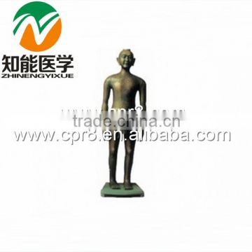 BIX-Y1001 Chinese acupuncture model (Antique Bronze)