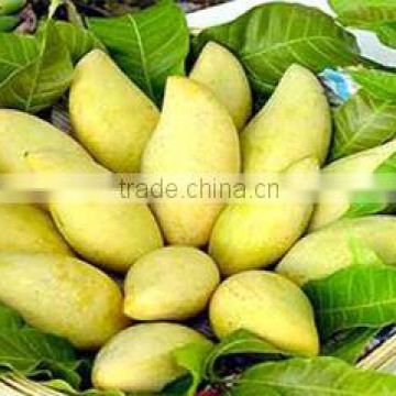VIETNAMESE FRESH SWEET MANGO - SPECIAL PRICE - SPECIAL QUALITY