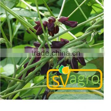Mucuna extract from India