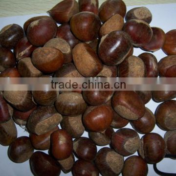2013 new crop of Fresh chestnut-factory supplying