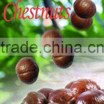 Organic Roasted Chinese Chestnuts