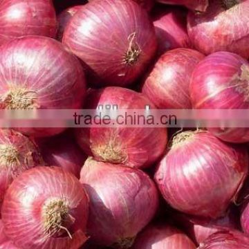 Fresh red Onion from India