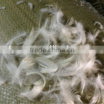 JIS L1903 washed white goose feather for sale