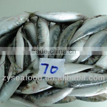 Best Quality Seafood Frozen Sardine Sardinops Melanosticta